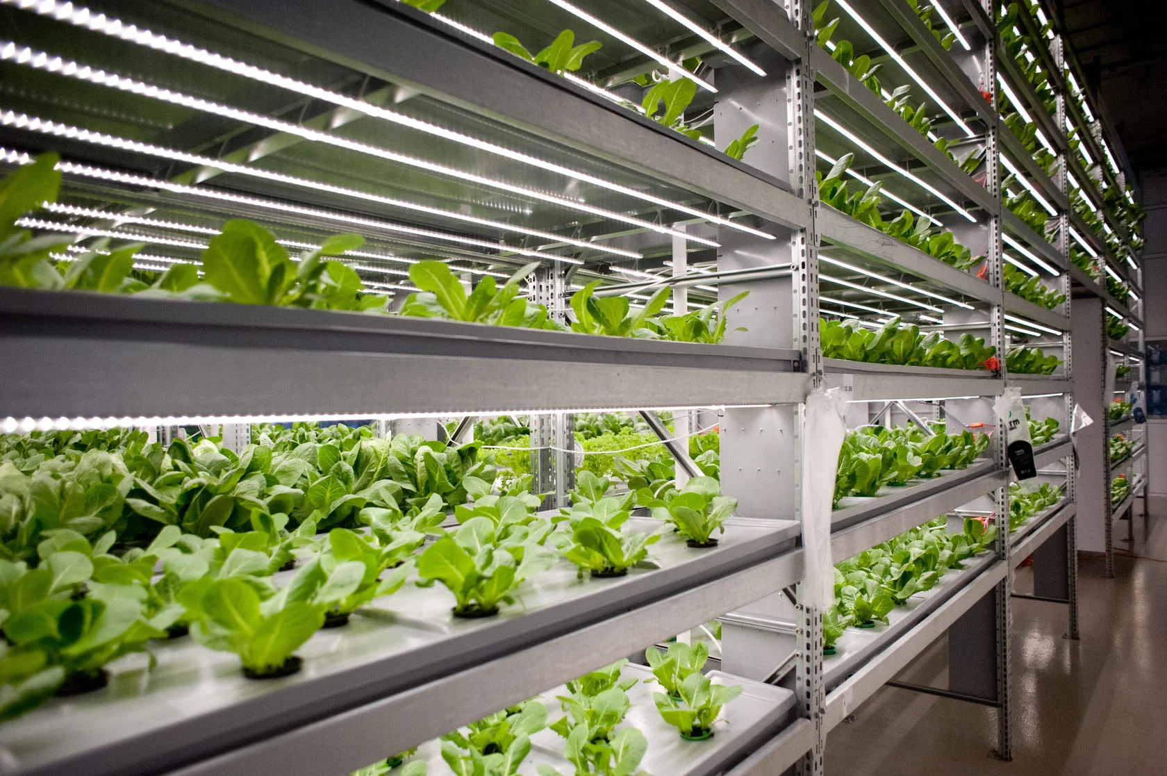 Плюсы и минусы гидропоники дома: честный разбор для новичка