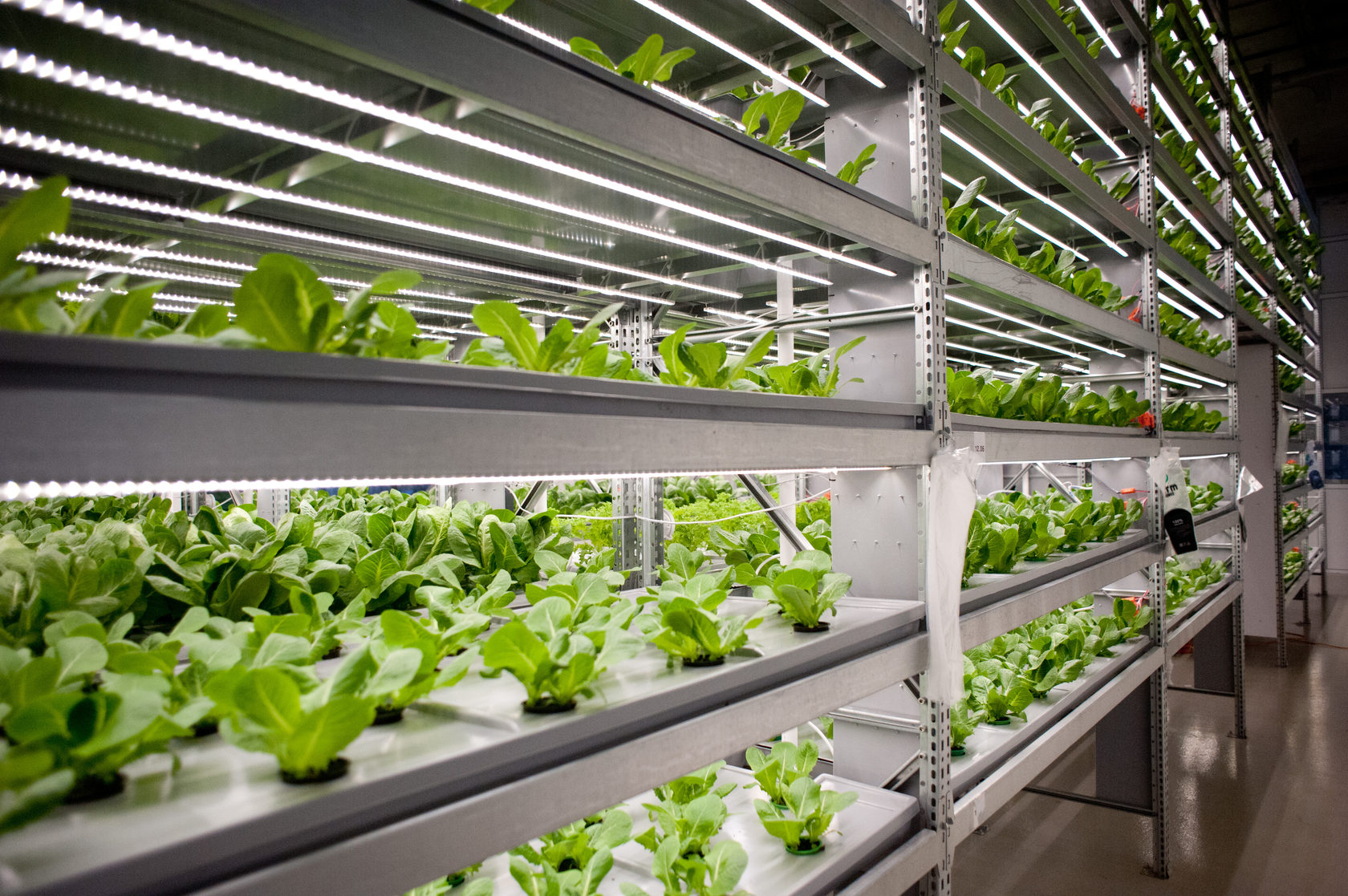 Плюсы и минусы гидропоники дома: честный разбор для новичка