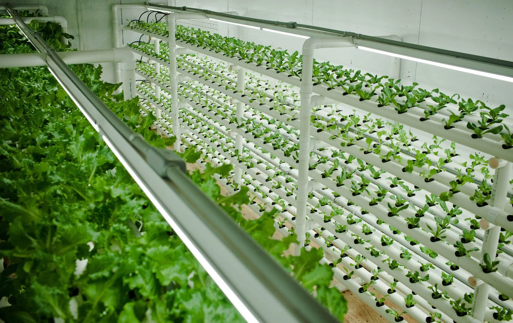 Сравнение гидропонных систем: DWC, фитильная и капельная — что выбрать для дома