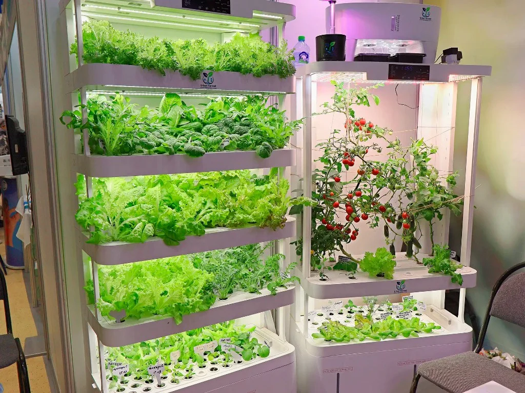 Две домашние гидропонные установки Urban Harvest рядом: многоярусная зелень и корпус с томатами