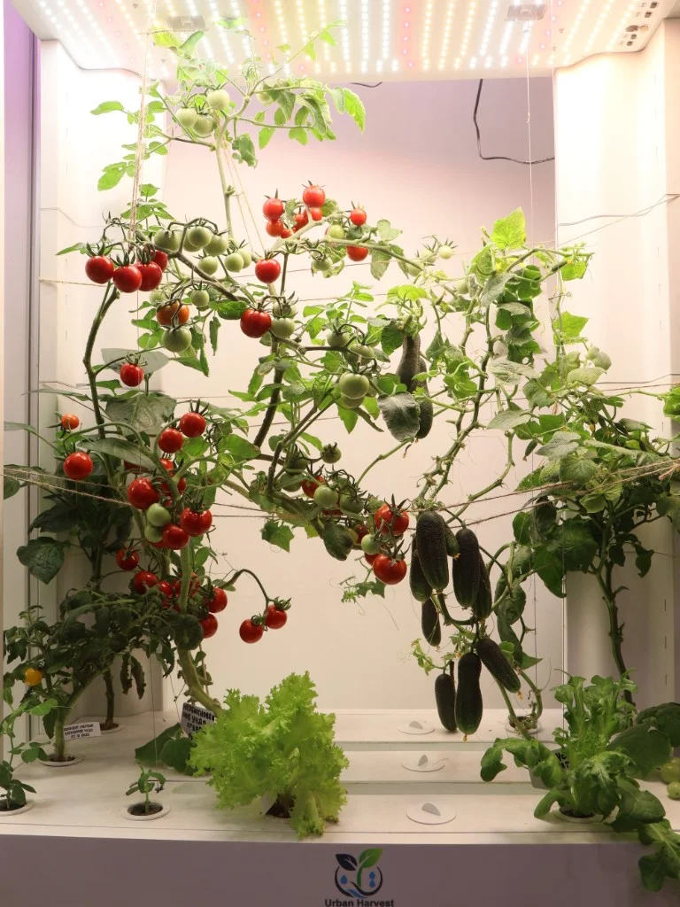 Напольная гидропонная установка Urban Harvest с томатами, огурцами и салатом
