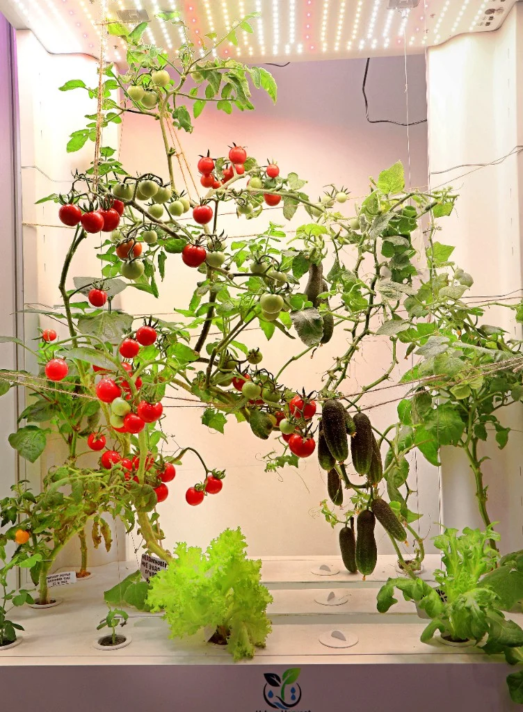 Огурцы и томаты в напольной H2 Smart Garden: урожай под LED-светом