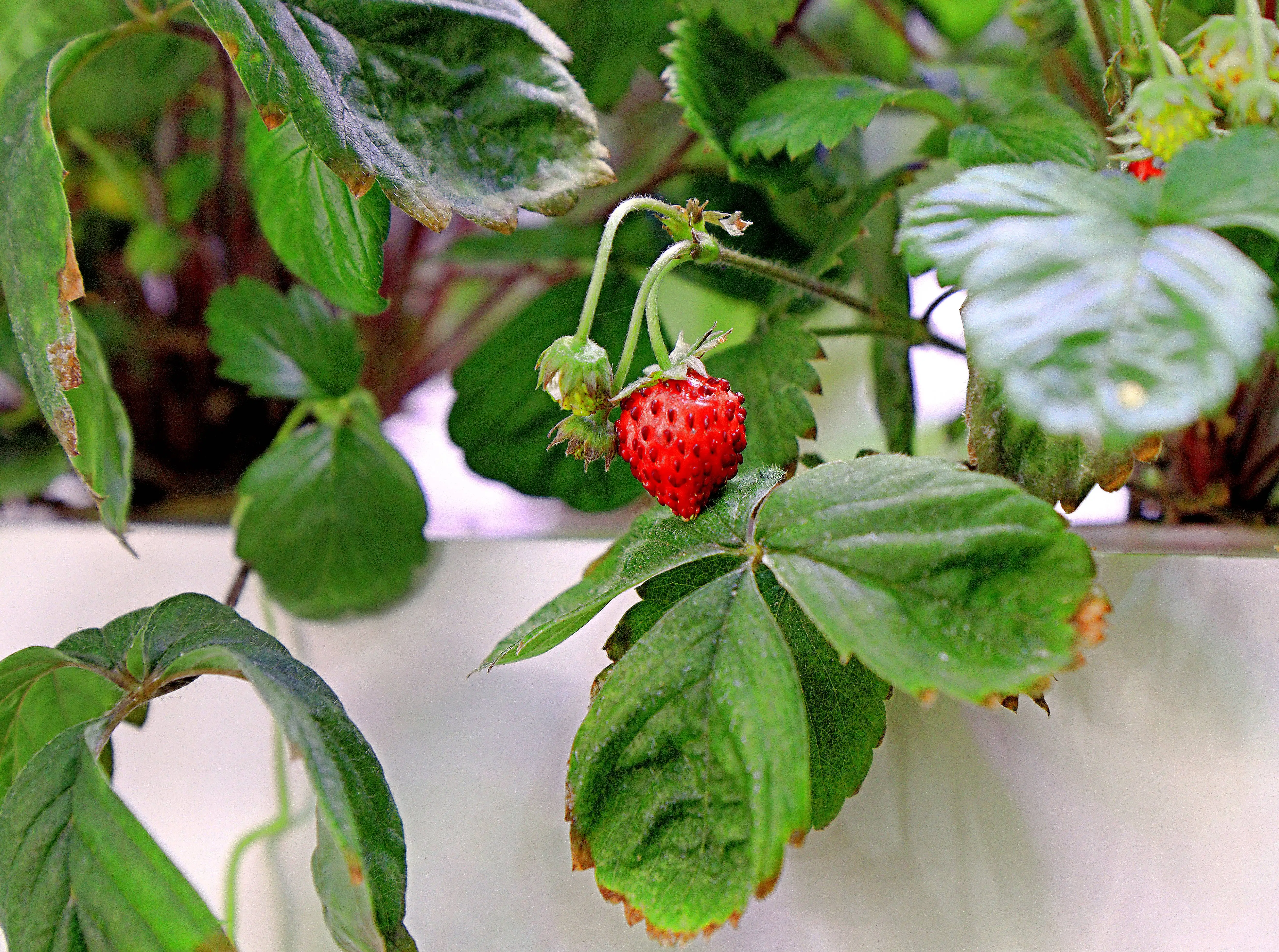 Спелая ягода земляники свисает с посадочного слоя установки Smart Garden