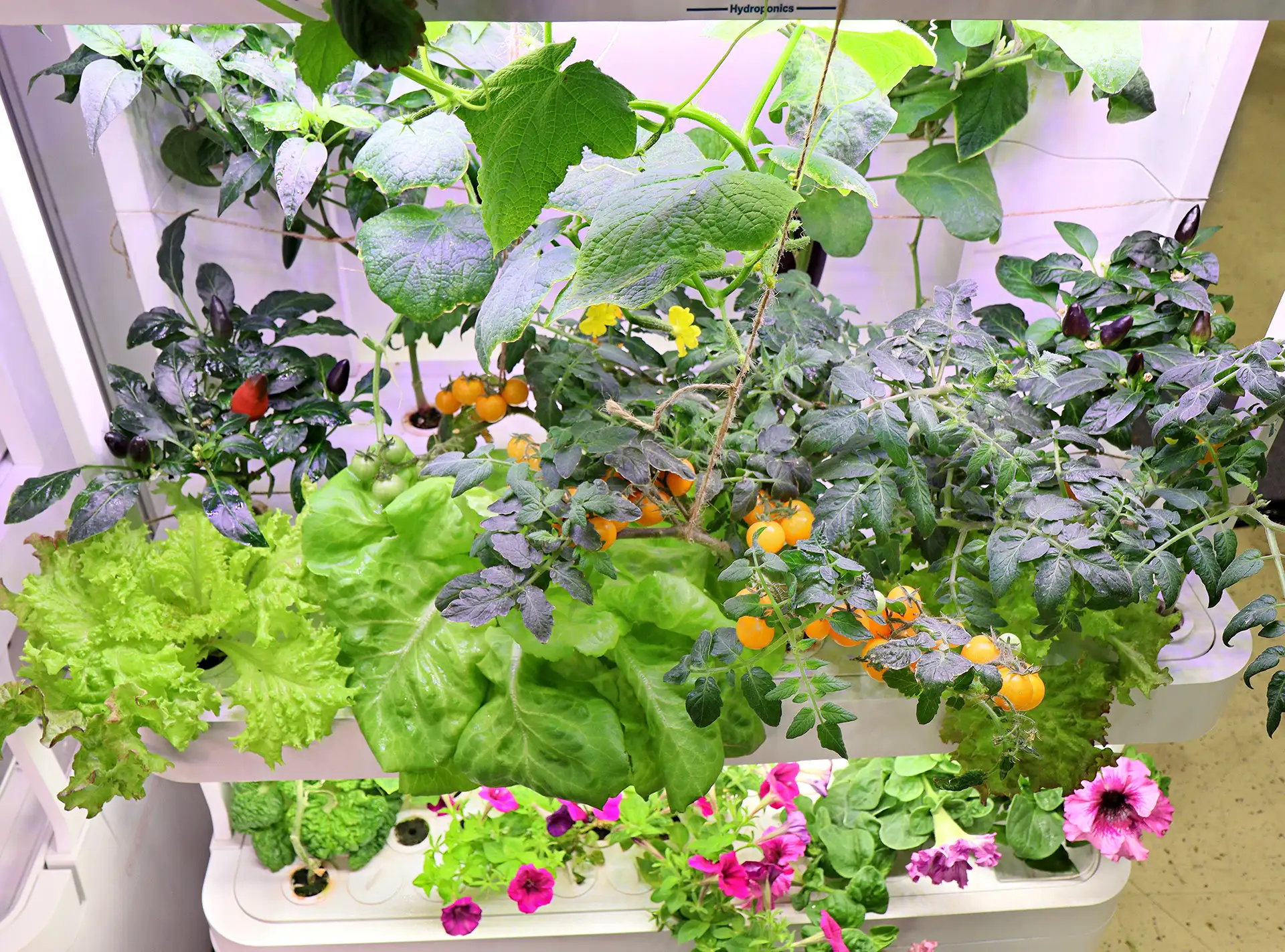Стенд Urban Harvest с гидропонными системами