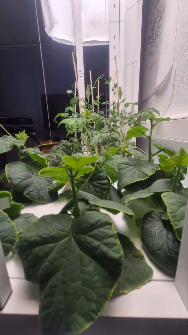 Акцентное изображение установки Urban Harvest