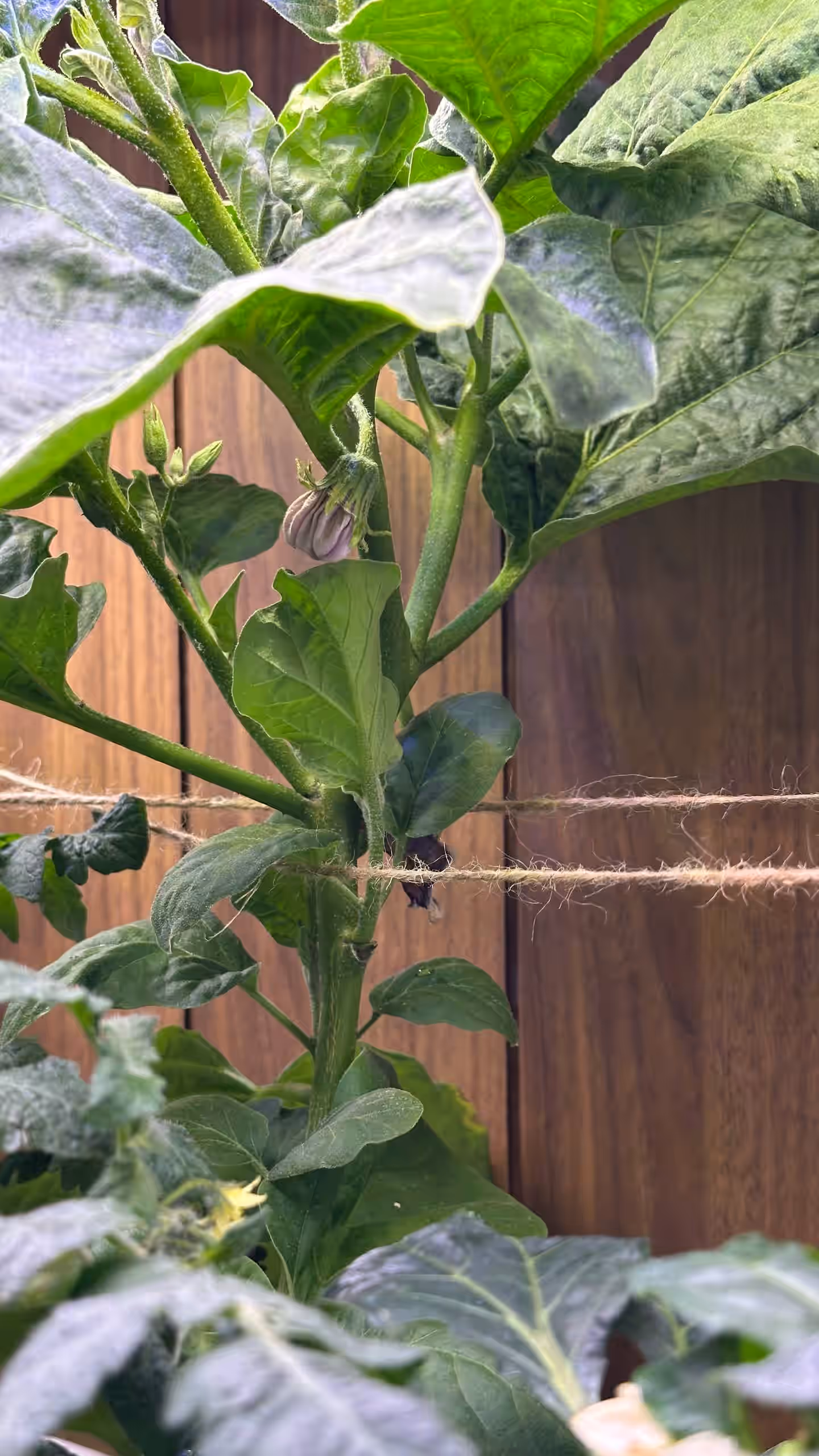 Акцентное изображение установки Urban Harvest