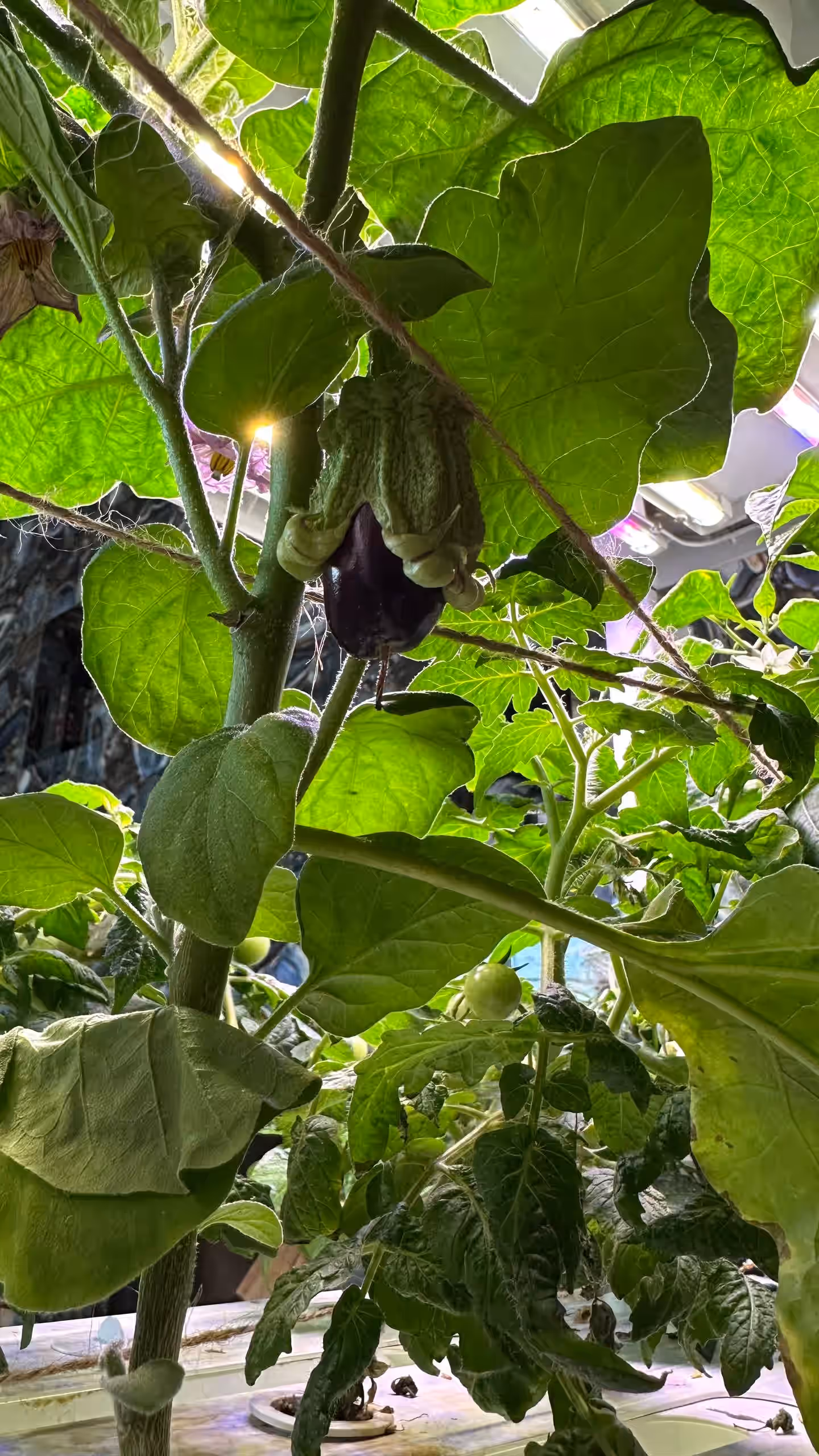 Акцентное изображение установки Urban Harvest