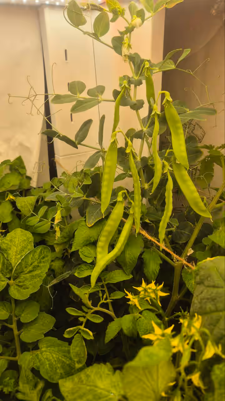 Кухонные травы