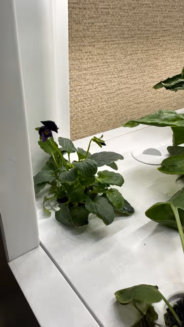 Цветочные растения