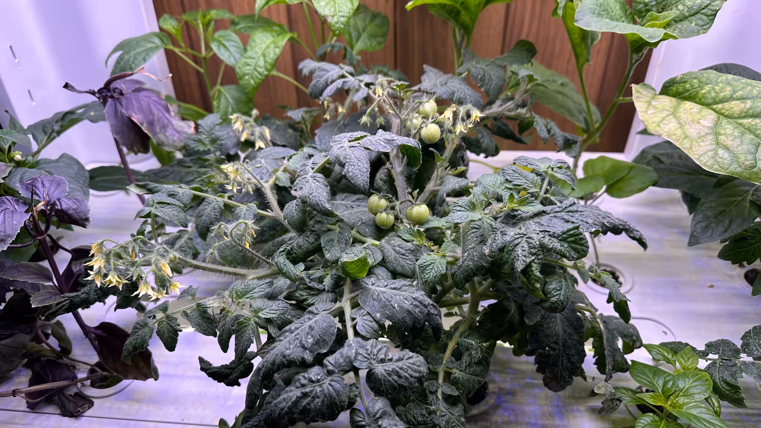 Овощные культуры