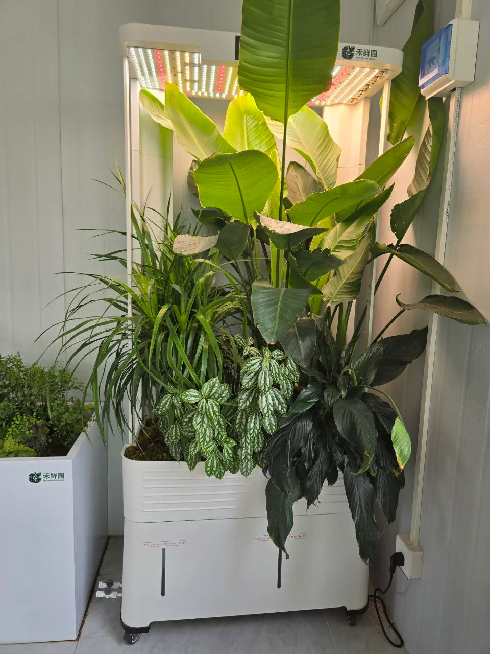 HX-01 Smart Garden: лампа над чашей с комнатными растениями