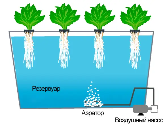 Схема глубоководной культуры DWC: корни в растворе и аэратор с компрессором