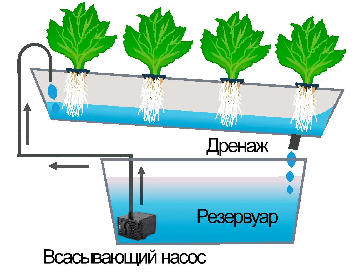 Схема NFT: наклонный канал с тонкой плёнкой питательного раствора и корнями растений